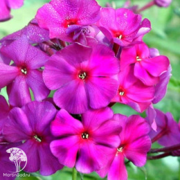 Флокс метельчатый Зе Кинг