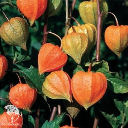 Физалис Франше Гном