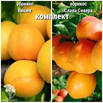 Фото Абрикос Викинг + опылитель Абрикос Слава Севера