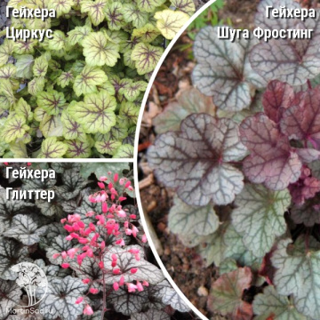 Фото Сверхвыгодный микс! Гейхера Циркус + Гейхера Глиттер + Гейхера Шуга Фростинг