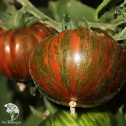 Томат Полосатый Шоколад (2-ной пак.)