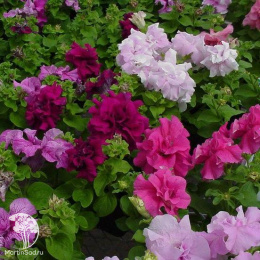 Петуния махровая Артист