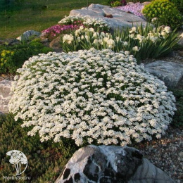 Иберис вечнозелёный Сноуфлэйк