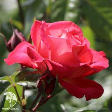 Фото Роза плетистая Шогун