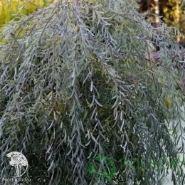 Ива пурпурная Хоуки