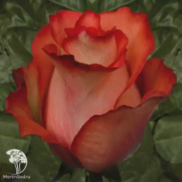 Фото Роза Гиннес