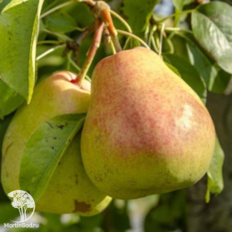 Груша Сапфира + опылитель Груша Любимица Яковлева