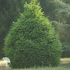 Ель обыкновенная Компакта фото 4 