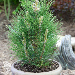 Сосна новогодняя Грин Тауэр