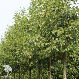 Ольха чёрная Пирамидалис на штамбе