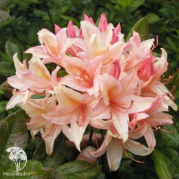 Азалия крупноцветковая Шанель