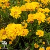 Кореопсис Илларион (крупноцветковый, золотисто-желтый) Евро фото 2 