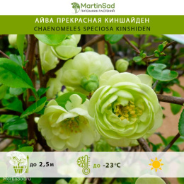 Айва прекрасная Киншайден