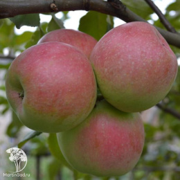 Яблоня Былина