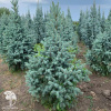 Ель колючая Ретрофлекса фото 1 
