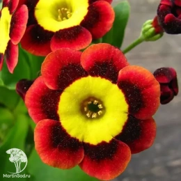 Примула ушковая Тед Робертс