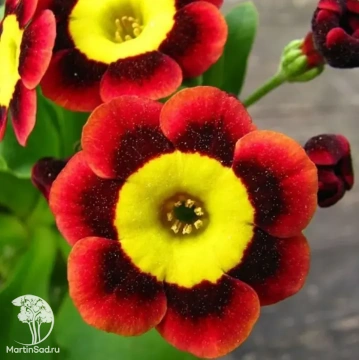 Фото Примула ушковая Тед Робертс