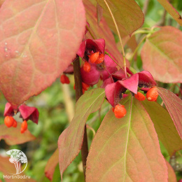 Бересклет плоскочерешковый
