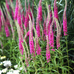 Вероника колосистая Ротфукс