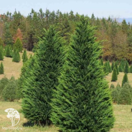 Кипарис Лейланда