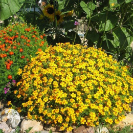 Бархатцы (Тагетес) тонколистные Золотой самоцвет