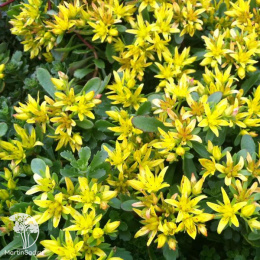 Седум цветоносный Вейхенстефанер Голд