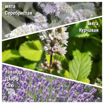 Фото Набор для чая мята Серебристая + мята Курчавая + лаванда Дварф Блю