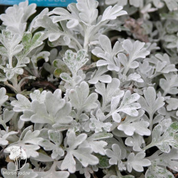 Полынь Стеллера Сильвер Брокад