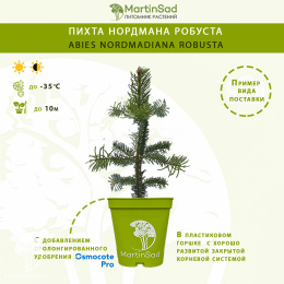Пихта нордмана Робуста