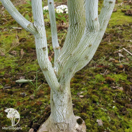Клён Давида змеекорый Маделин Спитта