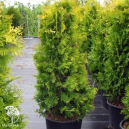 Туя западная Вареана