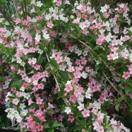 Вейгела цветущая (Карнавал) Курталор