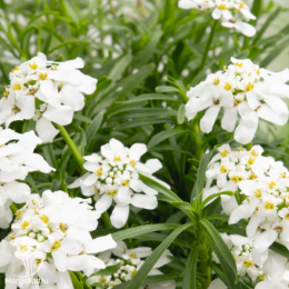 Иберис вечнозеленый Тахои