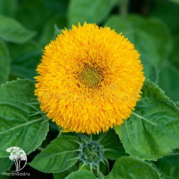 Подсолнечник Папа Тэдди (высокорослый, махровый, желтый)