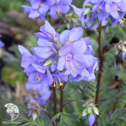 Синюха иезонская Пурпл Рэйн Стэйн