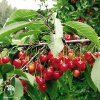 Черешня Фатеж фото 3 
