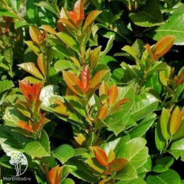 Лавровишня обыкновенная Ани