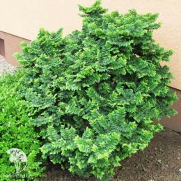 Вяз малый Жаклин Хилье