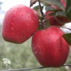 Яблоня красномякотная Редлав Одиссо фото 2 