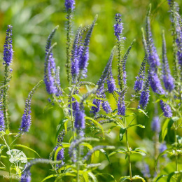 Вероника длиннолистная