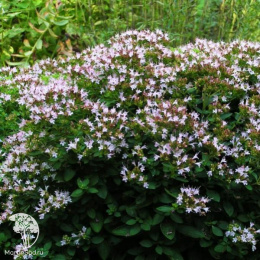 Душица обыкновенная Диабло