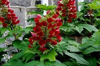 Фото Гортензия дуболистная Аметист