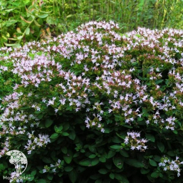 Фото Душица обыкновенная Диабло