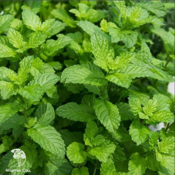 Фото Mentha Мята Мёд
