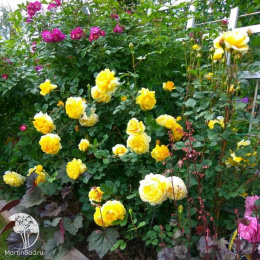 Роза парковая Зе Поэтс Вайф