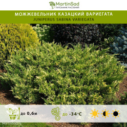 Можжевельник казацкий Вариегата