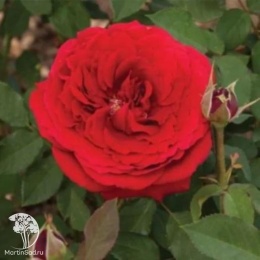 Роза чайно-гибридная Ваза Черри