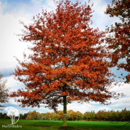 Дуб шарлаховый Quercus coccinea