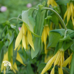  Увулярия крупноцветковая