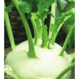 Капуста кольраби Венская белая